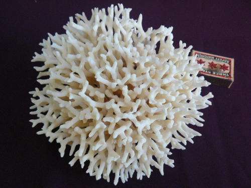 SALT WATER CORAL