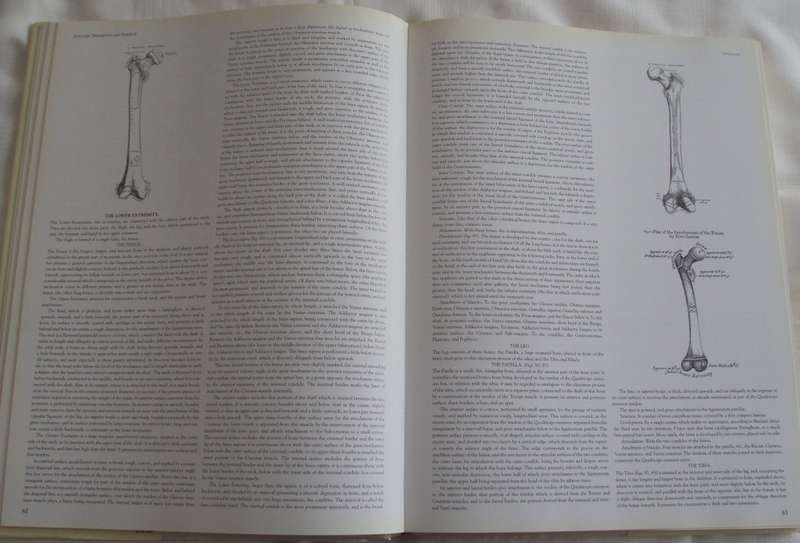 Gray`s Anatomy A Facsimile Henry Gray F.R.S. Drawings By H.V. Carter M.D.