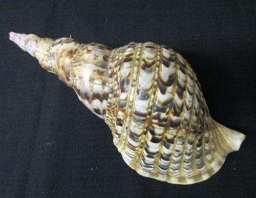 Sea Shell