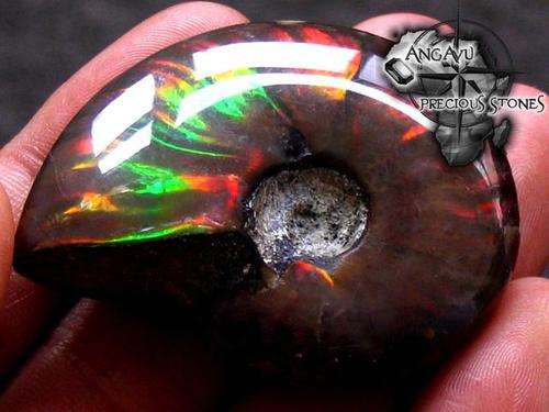 144.3 ct Ammolite