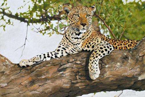 *****AMAZING WILDLIFE PRINT*****GRAHAM KEARNEY NUMBERED PRINTS******