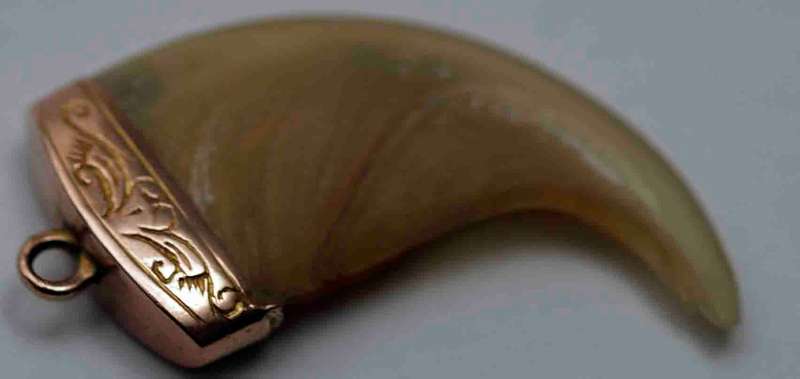 Gold-mounted lion's claw pendant