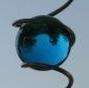 Illusion Spirals, Feng Shui Spirals, Solid glass balls available in Amber, Clear, Royal Blue, Turquoise Blue, Green and Red