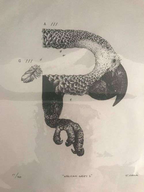 DISAPEARANCE: African Grey 1