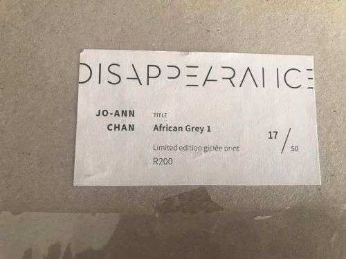 DISAPEARANCE: African Grey 1