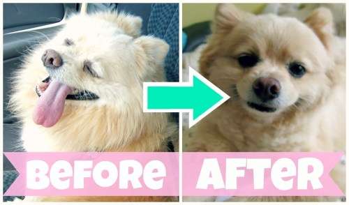 PET HAIR CLIPPER