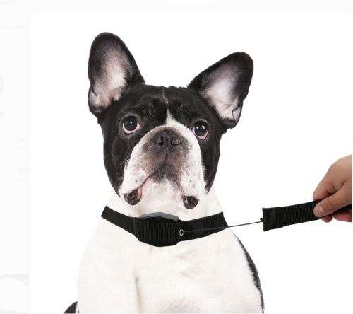 LUCKY LEASH