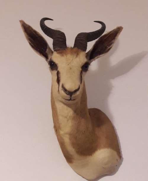 Springbok trophy