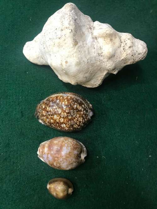 SEA SHELLS - Lot of 4