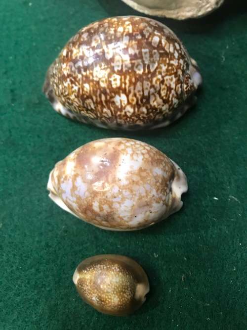 SEA SHELLS - Lot of 4
