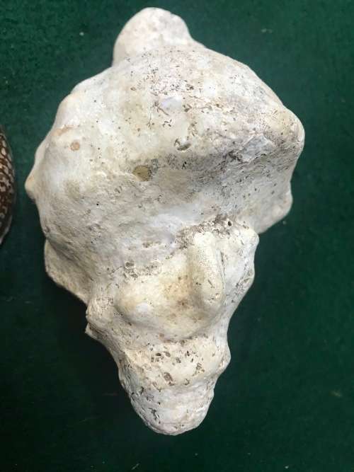 SEA SHELLS - Lot of 4