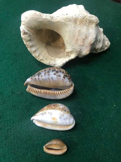 SEA SHELLS - Lot of 4