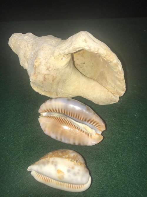 SEA SHELLS - Lot of 4