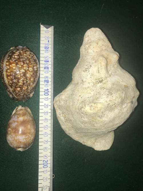 SEA SHELLS - Lot of 4