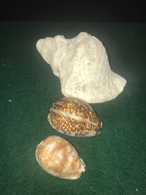 SEA SHELLS - Lot of 4