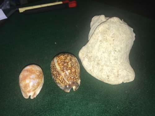 SEA SHELLS - Lot of 4