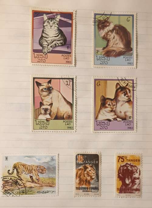 CATS, CATS AND MORE CATS