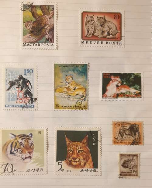 CATS, CATS AND MORE CATS