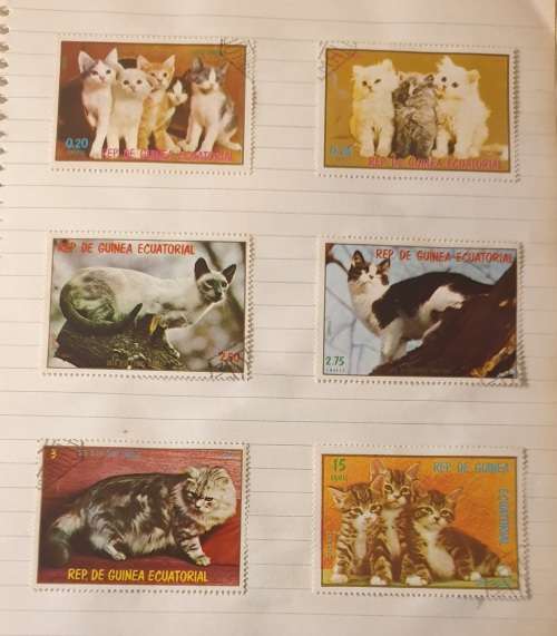 CATS, CATS AND MORE CATS