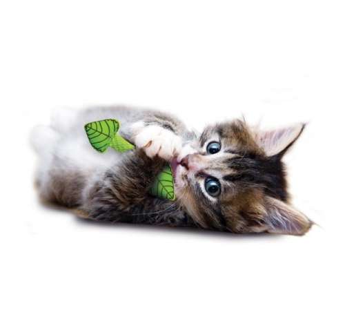 Petstages Fresh Breath Mint Stick