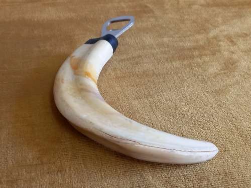 Warthog Tusk Bottle Opener
