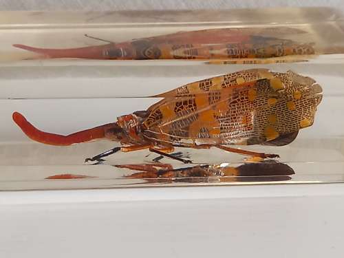 REAL CHINESE LANTERN BUG SPECIMEN IN TRANSPARENT RESIN