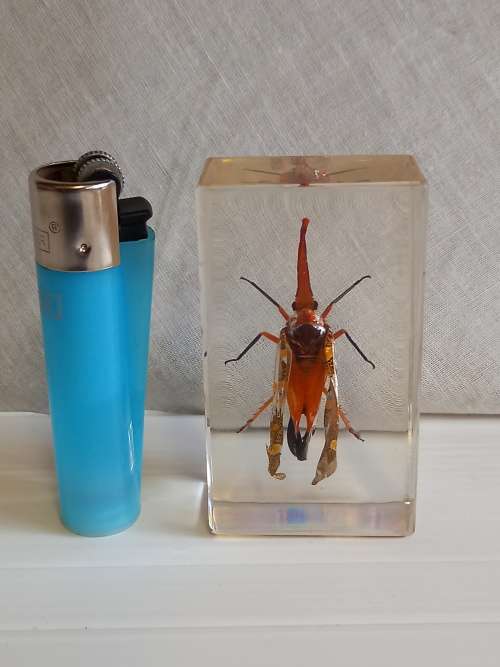 REAL CHINESE LANTERN BUG SPECIMEN IN TRANSPARENT RESIN