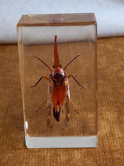 REAL CHINESE LANTERN BUG SPECIMEN IN TRANSPARENT RESIN
