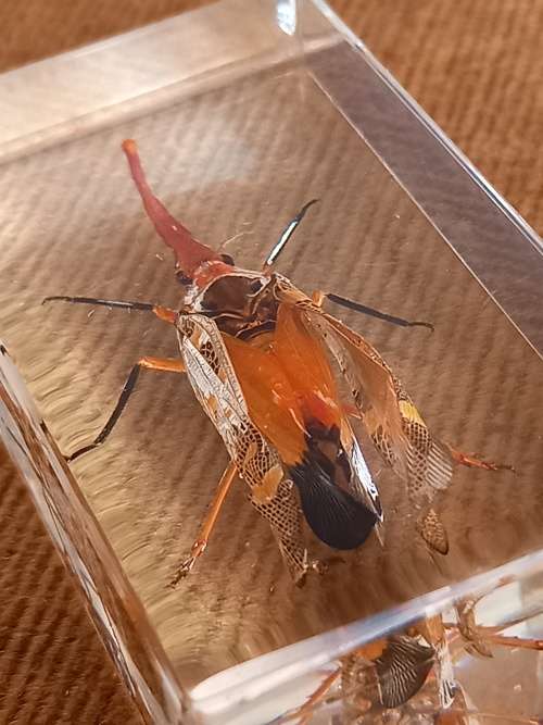 REAL CHINESE LANTERN BUG SPECIMEN IN TRANSPARENT RESIN