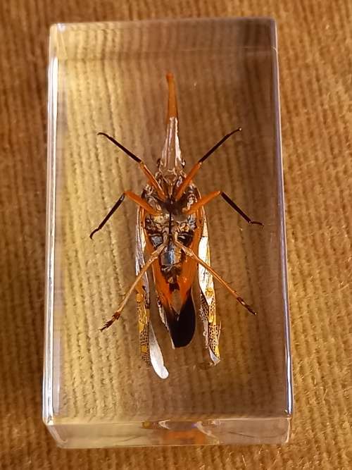 REAL CHINESE LANTERN BUG SPECIMEN IN TRANSPARENT RESIN