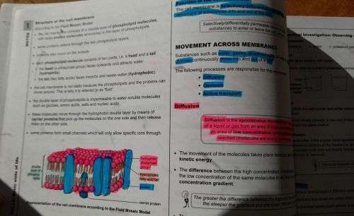 GR 10 CAPS LIFE SCIENCES `3 in 1` Helena Fouche Liesl Sterrenberg, Answer Series