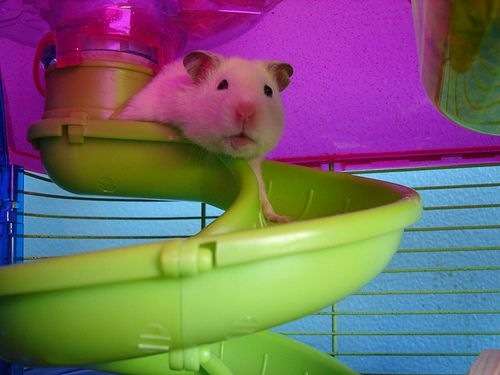 Hamster Cages- Bargain, everything you need!