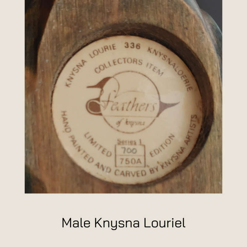 Knysna Loerie by Feathers of Knysna Limited Edition - 700 & 685