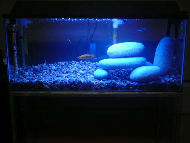 91cm Fistank with stand and extras