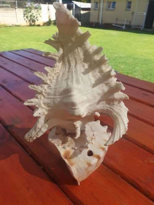 BEAUTIFUL SPIDER CONCH SHELL 300 MM HIGH