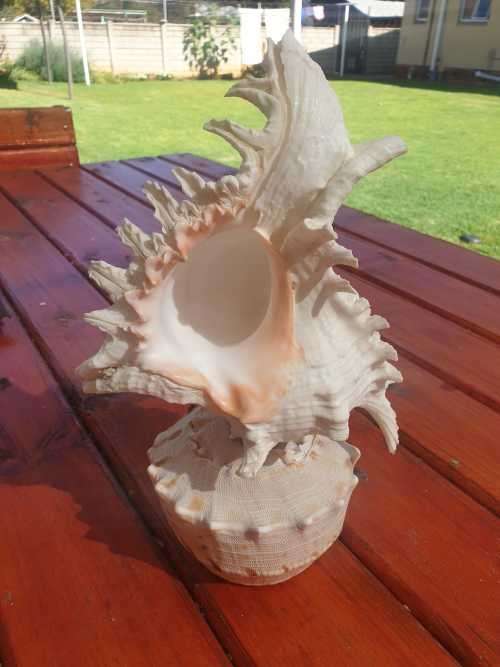 BEAUTIFUL SPIDER CONCH SHELL 300 MM HIGH