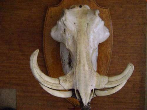 A RARE SIZE WARTHOG SCULL AND TEETH