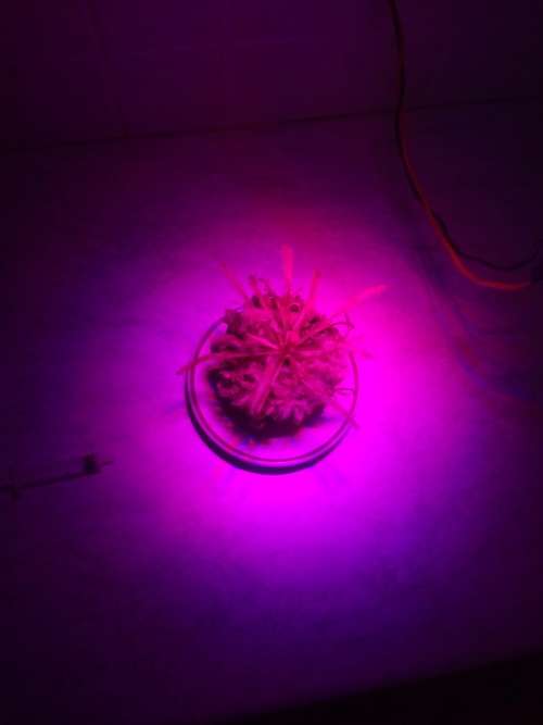 27W  LED  (9*3W)  HYDROPONIC GROW LIGHT