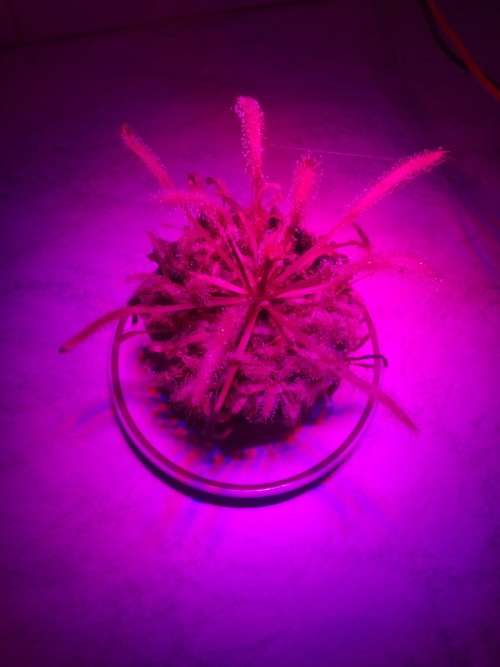 27W  LED  (9*3W)  HYDROPONIC GROW LIGHT