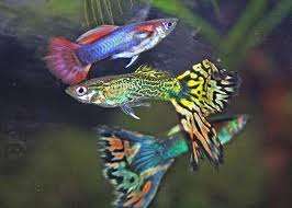 Guppies