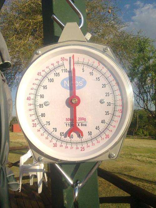 50 Kg Hanging Scale
