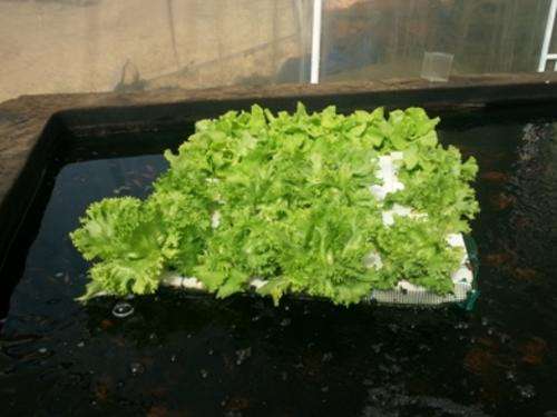7.5cm Slatted (net) propagation pot (Aquaponics, hydroponics, aquarium plants)