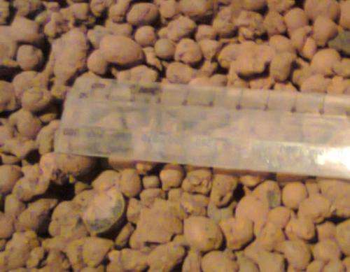 Red Light Expanded Clay Aggregate 8 - 16mm (one litre)
