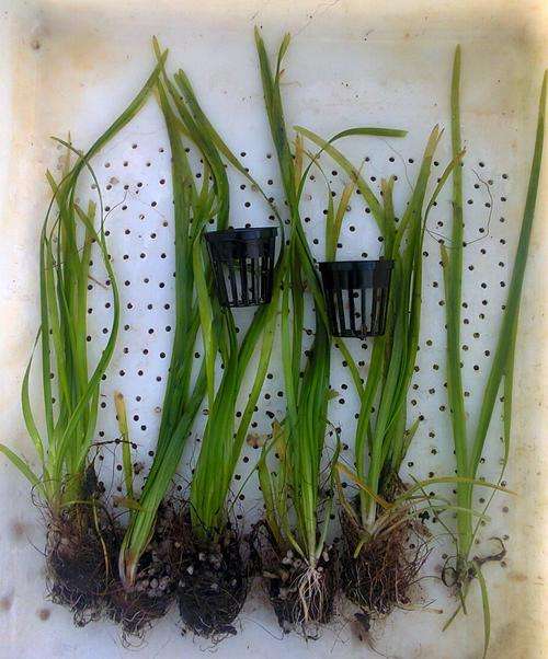 Vallisneria