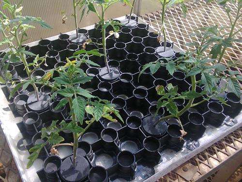 Plant collar for the 5 cm propagation (net) pot