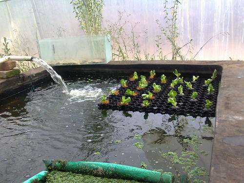 GLAIRS Grow plants on your reservoir, pond, irrigation dam or furrow