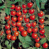 Organic Red Sweetie Cherry tomato seeds