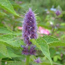 Korean Mint seed