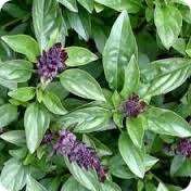 Organic Cinnamon Basil seeds