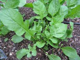 Wild Rocket Sylvetta seeds